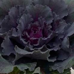 Zierkohl Grün-lila. Glatt, Topf-Ø 12 Cm, 6er-Set -Zimmer & Garten Verkäufe 0690210034 Brassica oleracea T12 Zierkohl glatt lila 6er Set 3 115253