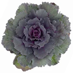 Zierkohl Grün-lila. Glatt, Topf-Ø 12 Cm, 6er-Set