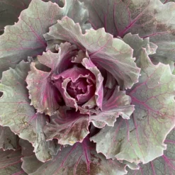 Zierkohl Grün-lila. Glatt, Topf-Ø 12 Cm, 6er-Set -Zimmer & Garten Verkäufe 0690210034 Brassica oleracea T12 Zierkohl glatt lila 6er Set 5 115255