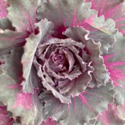 Zierkohl Grün-lila. Glatt, Topf-Ø 12 Cm, 6er-Set -Zimmer & Garten Verkäufe 0690210034 Brassica oleracea T12 Zierkohl glatt lila 6er Set 6 115254