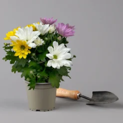 Chrysanthemen 'Trio' Weiß-gelb-rosa, Topf-Ø 12 Cm, 6er-Set -Zimmer & Garten Verkäufe 0691110105 Chrysanthemum indicum Trio T12 einfach bl weiss gelb rosa 6er Set 2 126823