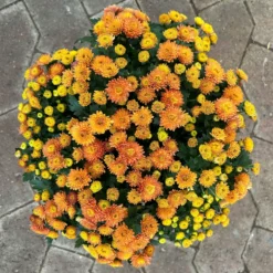 Chrysanthemen Rot, Busch, Topf-Ø 14 Cm, 4er-Set -Zimmer & Garten Verkäufe 0691140048 Chrysanthemum multiflora Busch T14 rot 4er Set 1 126953