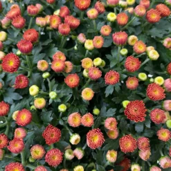 Chrysanthemen Rot, Busch, Topf-Ø 14 Cm, 4er-Set -Zimmer & Garten Verkäufe 0691140048 Chrysanthemum multiflora Busch T14 rot 4er Set 3 126954