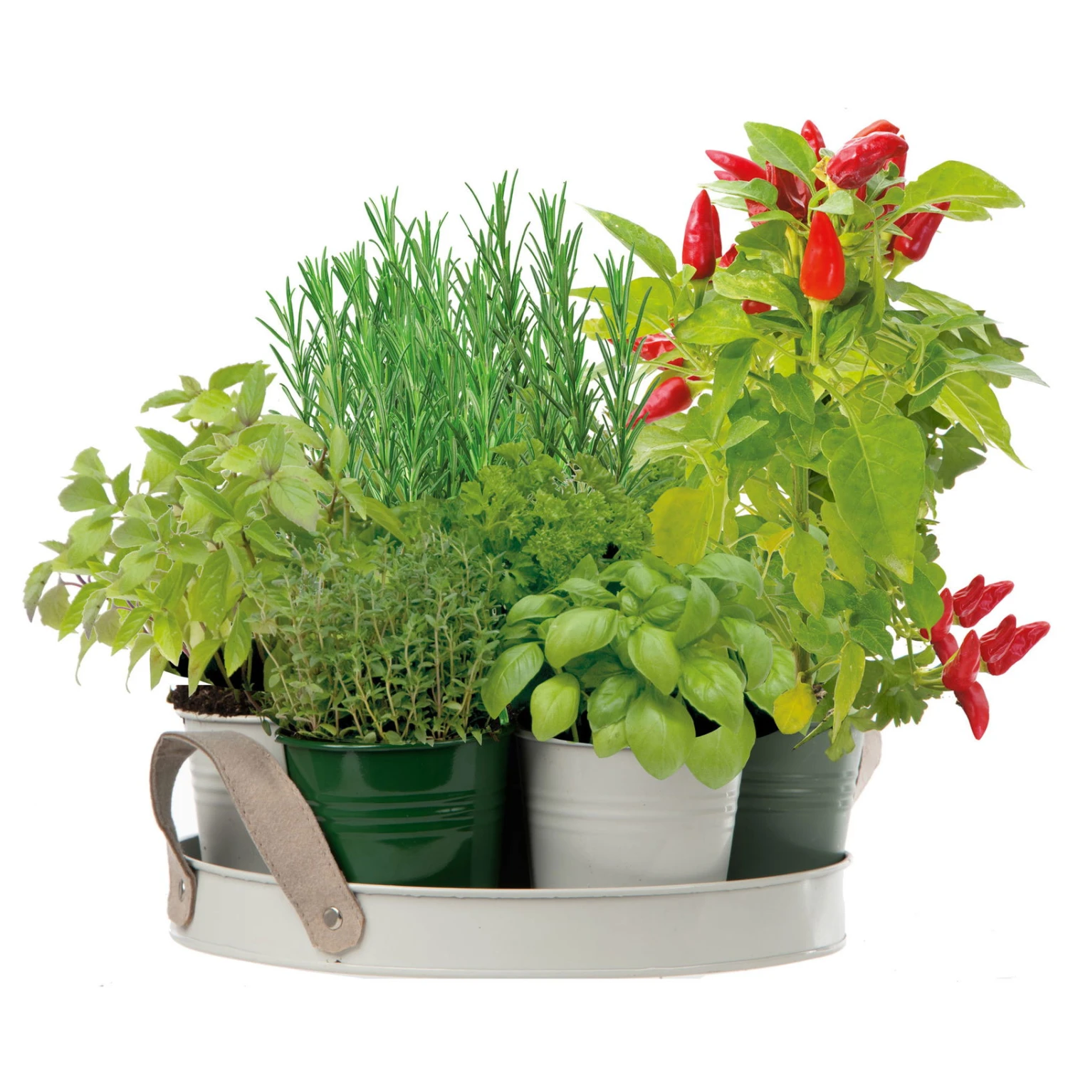 Kräutersamen, 7 Kräuter, XL-Kollektion 'BBQ' 1 Kräutersamen, 7 Kräuter, XL-Kollektion 'BBQ'