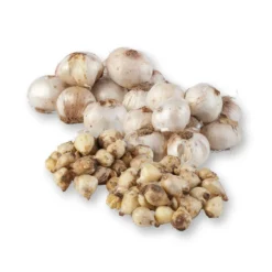 Zierlauchpaket 70 Alliumzwiebeln -Zimmer & Garten Verkäufe 0720800124 koelles beste allium kollektion zierlauch verschiedene sorten 70stueck gesamt 2673