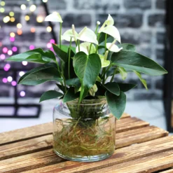 Anthurie 'Water Roots' Weiß In Glasvase 12cm Ø, Ohne Erde