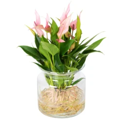 Anthurie 'Water Roots' Rosa, Sorte 'Lilli', In Glasvase 12cm Ø, Ohne Erde -Zimmer & Garten Verkäufe 1530102418 Anthurie Lilli rosa in Glasvase ohne Erde 1 86435