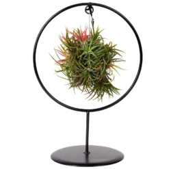 Tillandsia 'Magic Ball' In Rundem Metallgestell, 17cm Ø -Zimmer & Garten Verkäufe 1530102423 Tillandsia Ring Magic Ball rund 2 86441