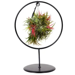 Tillandsia 'Magic Ball' In Rundem Metallgestell, 17cm Ø -Zimmer & Garten Verkäufe 1530102423 Tillandsia Ring Magic Ball rund 3 86439