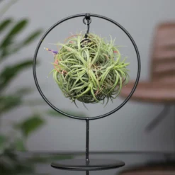 Tillandsia 'Magic Ball' In Rundem Metallgestell, 17cm Ø