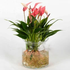 Anthurie 'Water Roots' Rosa, Sorte 'Lilli', In Glasvase 12cm Ø, Ohne Erde