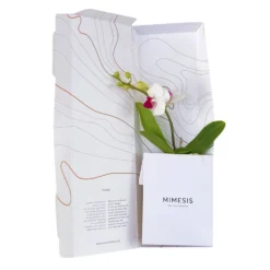 Phalaenopsis Voyage Im Geschenkkarton, Höhe Ca. 30 Cm -Zimmer & Garten Verkäufe 1530103136 Phalaenopsis Voyage Farbe nach Verfuegbarkeit 14 110897