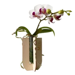Phalaenopsis Voyage Im Geschenkkarton, Höhe Ca. 30 Cm -Zimmer & Garten Verkäufe 1530103136 Phalaenopsis Voyage Farbe nach Verfuegbarkeit 7 110898