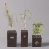 Tillandsien-Trio Im Holzständer