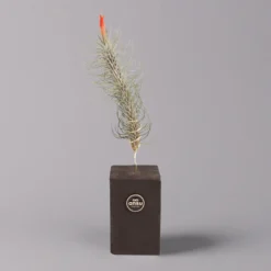 Tillandsien-Trio Im Holzständer -Zimmer & Garten Verkäufe 1530103258 Tillandsia Trio auf Holzblock 1 a 112329