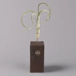 Tillandsien-Trio Im Holzständer -Zimmer & Garten Verkäufe 1530103258 Tillandsia Trio auf Holzblock 1 b 112328