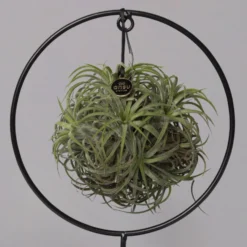 Tillandsia 'Magic Ball' In Rundem Metallgestell, 17cm Ø -Zimmer & Garten Verkäufe 1530150012 Tillandsia Ring Magic Ball rund 2 115572