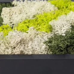 Eckiges Moosbild Mit Schwarzem Rahmen, Klein, 24 X 17 Cm 9 Eckiges Moosbild Mit Schwarzem Rahmen, Klein, 24 X 17 Cm -Zimmer & Garten Verkäufe 1530150085 Moosbild eckig 24 cm 2 115779