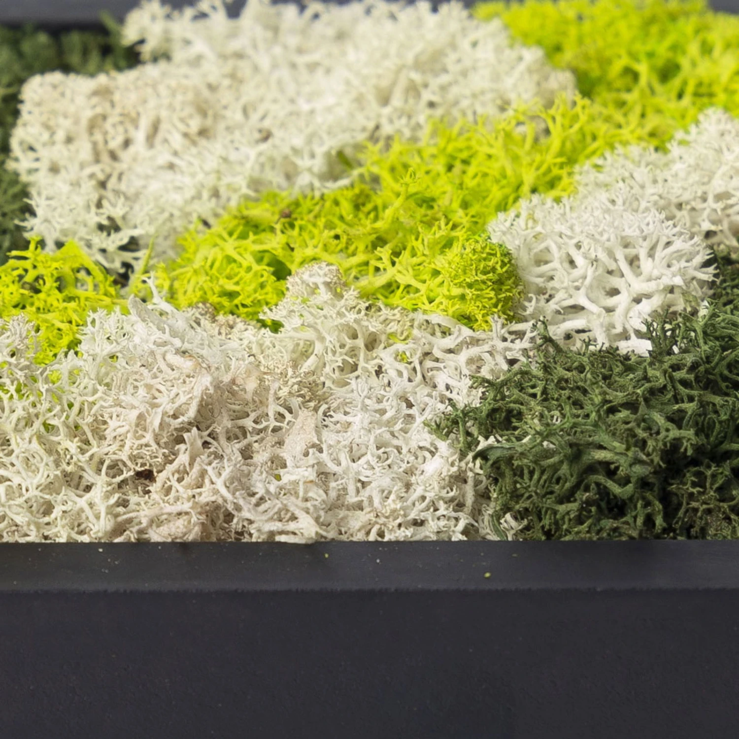 Eckiges Moosbild Mit Schwarzem Rahmen, Klein, 24 X 17 Cm 4 Eckiges Moosbild Mit Schwarzem Rahmen, Klein, 24 X 17 Cm - Image 4