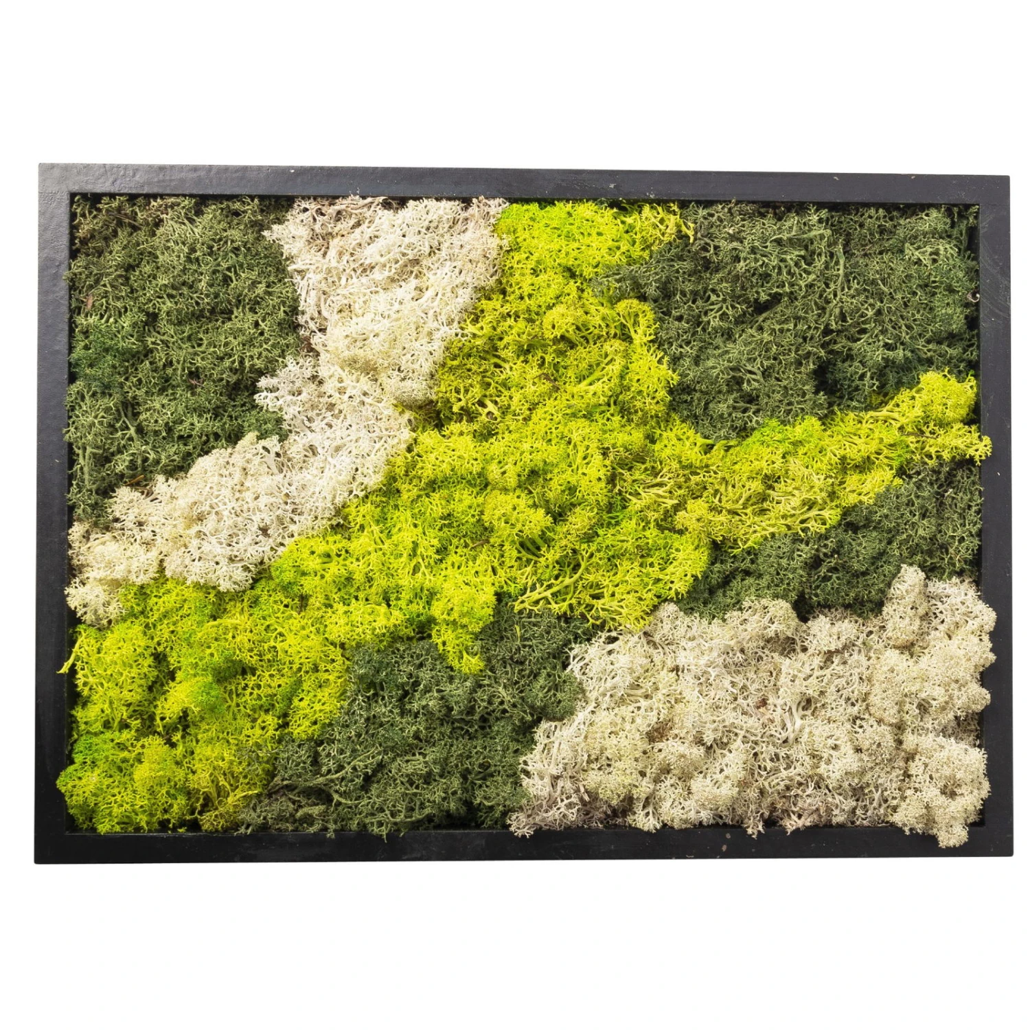 Eckiges Moosbild Mit Schwarzem Rahmen, Klein, 24 X 17 Cm 2 Eckiges Moosbild Mit Schwarzem Rahmen, Klein, 24 X 17 Cm - Image 2