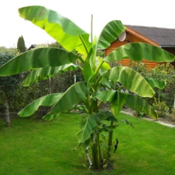 Bio Bananenpflanze, Topf-Ø 12 Cm, 2er-Set -Zimmer & Garten Verkäufe 1610200313 Blu Bio Banane T12 2er Set Musa basjoo winterhart WS 2 109597