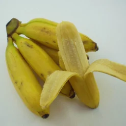 Bio Bananenpflanze, Topf-Ø 12 Cm, 2er-Set -Zimmer & Garten Verkäufe 1610200313 Blu Bio Banane T12 2er Set Musa basjoo winterhart WS 3 109596