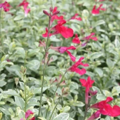 Bio Pfirsichsalbei, Topf-Ø 12 Cm, 3er-Set -Zimmer & Garten Verkäufe 1610200316 Blu Bio Pfirsichsalbei T12 3er Set Salvia greggii variegata 2 109601