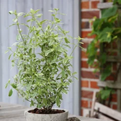 Bio Pfirsichsalbei, Topf-Ø 12 Cm, 3er-Set -Zimmer & Garten Verkäufe 1610200316 Blu Bio Pfirsichsalbei T12 3er Set Salvia greggii variegata 4 109602