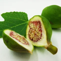 Bio Feigenbaum, Topf-Ø 12 Cm, 2er-Set -Zimmer & Garten Verkäufe 1620330086 Blu Bio Feige 2er Set 4 109477