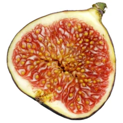 Bio Feigenbaum, Topf-Ø 12 Cm, 2er-Set -Zimmer & Garten Verkäufe 1620330086 Blu Bio Feige 2er Set 6 109478