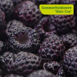 Himbeer-Set 'Dunkle Früchtchen', 4er-Set, Topf Je 2 Liter -Zimmer & Garten Verkäufe sommerhimbeere glen coe 78199