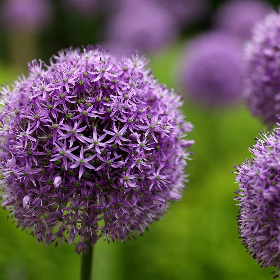 Zimmer & Garten Verkäufe -Zimmer & Garten Verkäufe 0310250084 Allium Gladiator Koelle 14cm Topf violett 71861