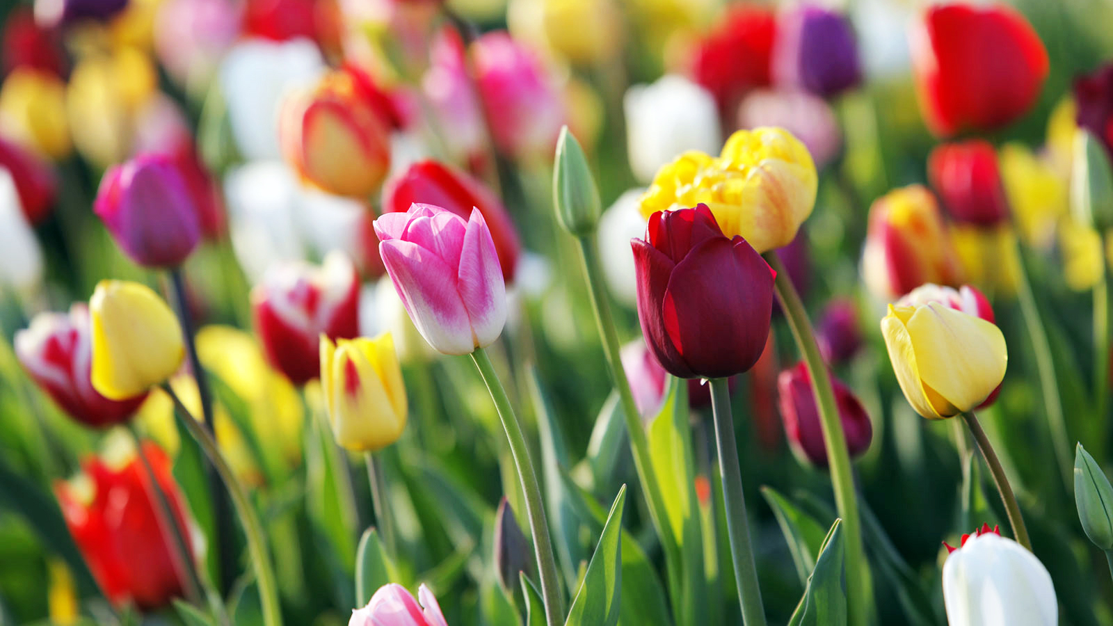 Zimmer & Garten Verkäufe -Zimmer & Garten Verkäufe Blumenzwiebeln Fruehjahr