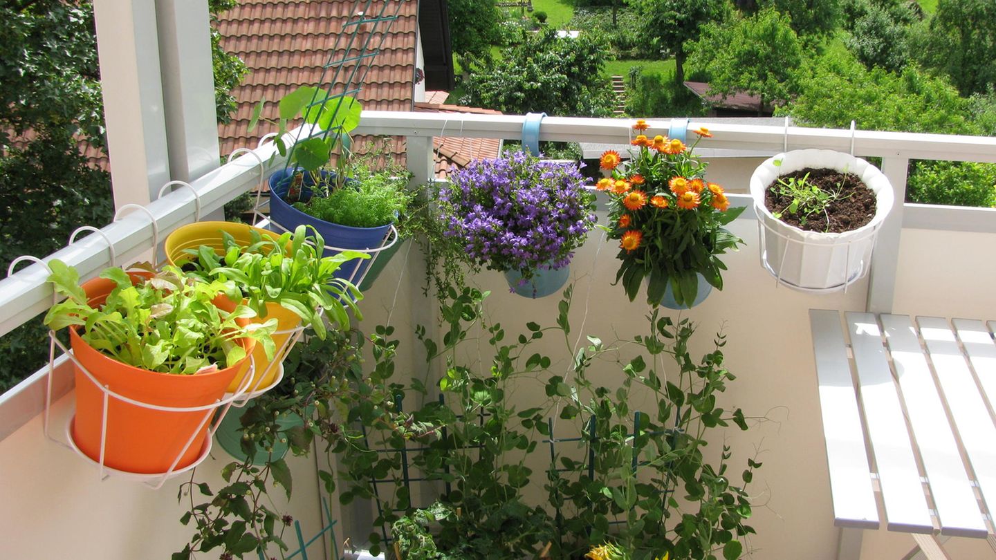 Zimmer & Garten Verkäufe -Zimmer & Garten Verkäufe balkonpflanzen sommer gettyimages